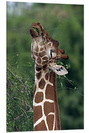 Foam board print Reticulated Giraffe, Samburu, Kenya