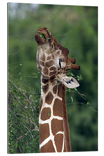 Quadro em plexi-alumínio Reticulated Giraffe, Samburu, Kenya