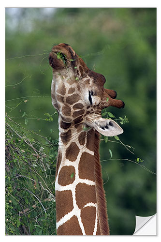 Naklejka na ścianę Reticulated Giraffe, Samburu, Kenya