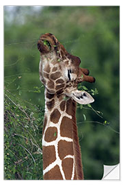 Vinilo para la pared Reticulated Giraffe, Samburu, Kenya