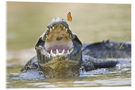 Acrylic print Pantanal caiman with butterfly perched on tip of snout, Brazil