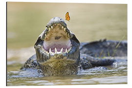 Tableau en aluminium Pantanal caiman with butterfly perched on tip of snout, Brazil