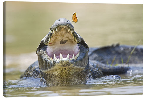 Tableau sur toile Pantanal caiman with butterfly perched on tip of snout, Brazil