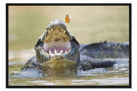 Gerahmter Kunstdruck Pantanal-Kaiman mit Schmetterling auf Schnauzenspitze, Brasilien