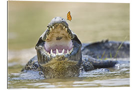 Galleritryck Pantanal caiman with butterfly perched on tip of snout, Brazil