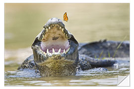 Selvklebende plakat Pantanal caiman with butterfly perched on tip of snout, Brazil