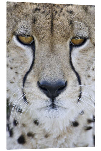 Quadro em acrílico Close-up of a cheetah