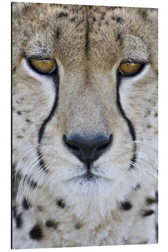 Aluminium print Close-up of a cheetah