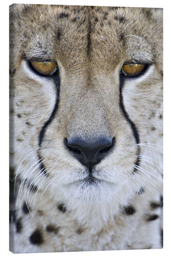 Canvas print Close-up of a cheetah