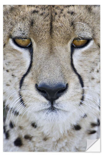 Selvklebende plakat Close-up of a cheetah