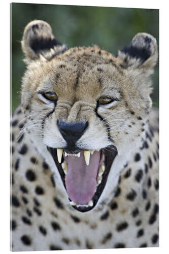 Quadro em acrílico Close-up of a cheetah growling