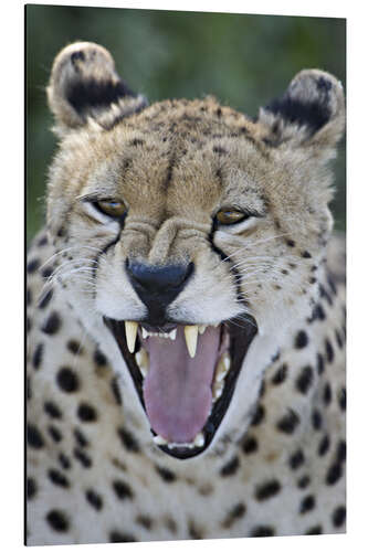 Aluminium print Close-up of a cheetah growling