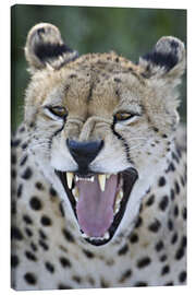 Leinwandbild Nahaufnahme eines Geparden beim Knurren - Todd Gustafson