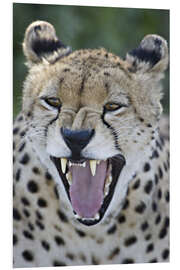 Foam board print Close-up of a cheetah growling