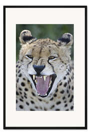 Gerahmter Kunstdruck Nahaufnahme eines Geparden beim Knurren