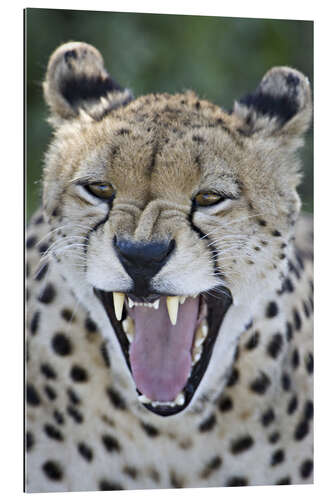 Galleritryck Close-up of a cheetah growling