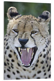 Galleriprint Close-up of a cheetah growling