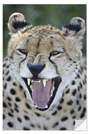 Vinilo para la pared Close-up of a cheetah growling