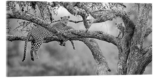 Acrylglasbild Leopard mit Jungtier auf Baum, Serengeti National Park