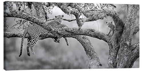 Leinwandbild Leopard mit Jungtier auf Baum, Serengeti National Park