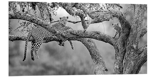 Tableau en PVC Leopard with cub on tree, Serengeti National Park, Tanzania