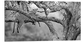 Gallery Print Leopard mit Jungtier auf Baum, Serengeti National Park