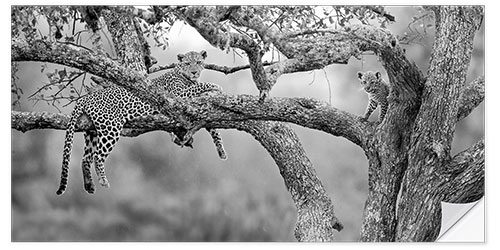 Wandsticker Leopard mit Jungtier auf Baum, Serengeti National Park