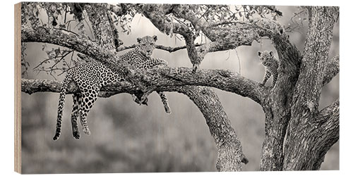 Wood print Leopard with cub on tree, Serengeti National Park, Tanzania