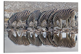 Tableau en aluminium Burchell's Zebras drinking water, Namibia