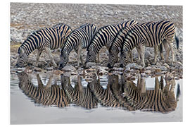 Tableau en PVC Burchell's Zebras drinking water, Namibia