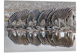 Gallery Print Burchell&#039;s Zebras trinken Wasser, Namibia