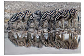 Magnettafel Burchell's Zebras trinken Wasser, Namibia