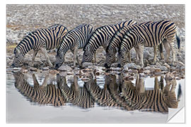 Selvklebende plakat Burchell's Zebras drinking water, Namibia