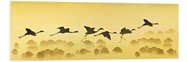 Foam board print Flamingos landing, Kenya I