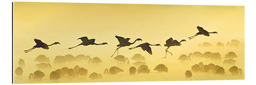 Gallery print Flamingos landing, Kenya I