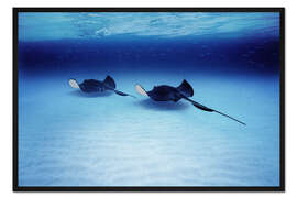 Gerahmter Kunstdruck Südliche Stechrochen, Grand Caymans