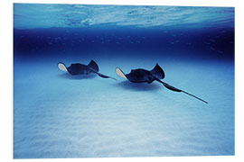 Foam board print Southern Stingrays, Grand Caymans