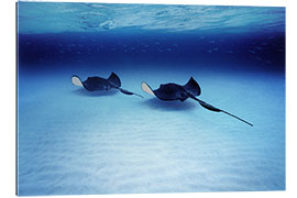 Gallery print Southern Stingrays, Grand Caymans