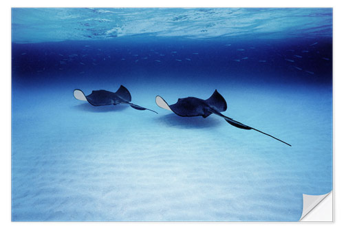 Autocolante decorativo Southern Stingrays, Grand Caymans