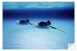 Selvklebende plakat Southern Stingrays, Grand Caymans