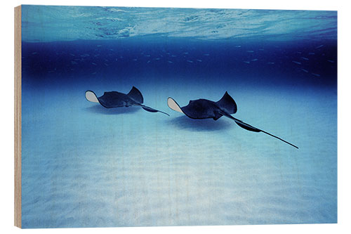 Wood print Southern Stingrays, Grand Caymans