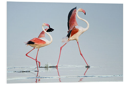 Hartschaumbild Große Flamingos, Tansania