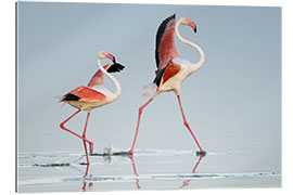 Gallery print Greater flamingos, Tanzania