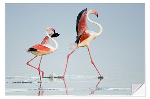 Selvklebende plakat Greater flamingos, Tanzania