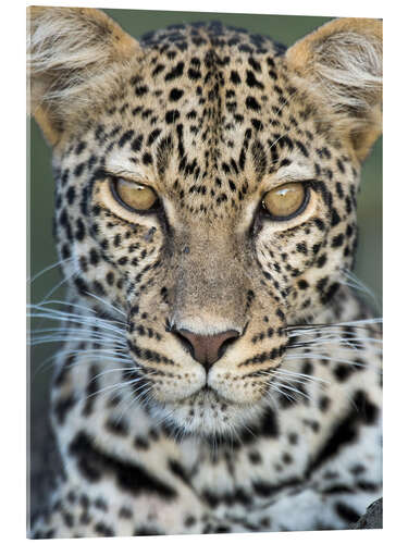 Acrylic print Leopard, Ngorongoro Conservation Area, Tanzania