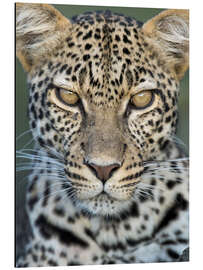 Aluminium print Leopard, Ngorongoro Conservation Area, Tanzania