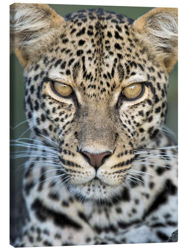 Canvas print Leopard, Ngorongoro Conservation Area, Tanzania