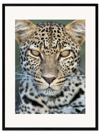 Plakat artystyczny premium w ramie Leopard, Ngorongoro Conservation Area, Tanzania