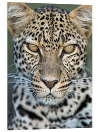 Quadro em plexi-alumínio Leopard, Ngorongoro Conservation Area, Tanzania