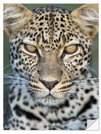 Wall sticker Leopard, Ngorongoro Conservation Area, Tanzania